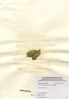 藏品(寬角叉珊藻)的圖片